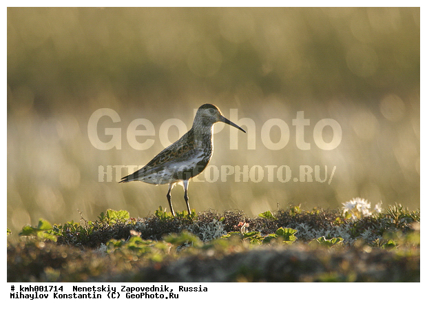 �������� ������, ��������, ��������, ��������, �����������, �����, �����, �����, ������, XYZ, ���������, Scolopacidae, ����������, Calidris alpina